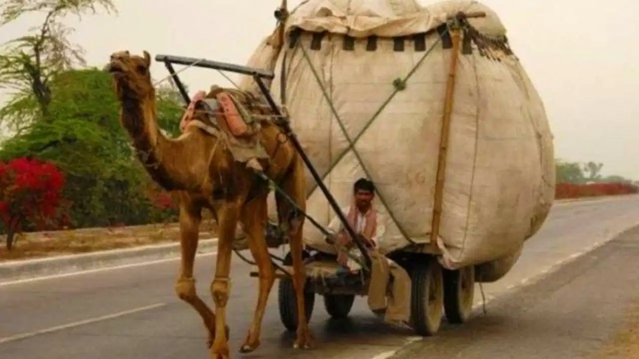 Rajasthan Heatwave Alert: गर्मी के चलते राजस्थान सरकार का बड़ा फरमान; दोपहर में जानवरों से काम लेने पर लगी रोक