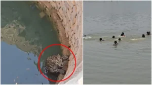 Balod Leopard News: बालोद में तेंदुए की दहशत; जान बचाने के लिए बच्चों संग तालाब में कूदीं महिलाएं, रेस्क्यू के दौरान मचा बवाल