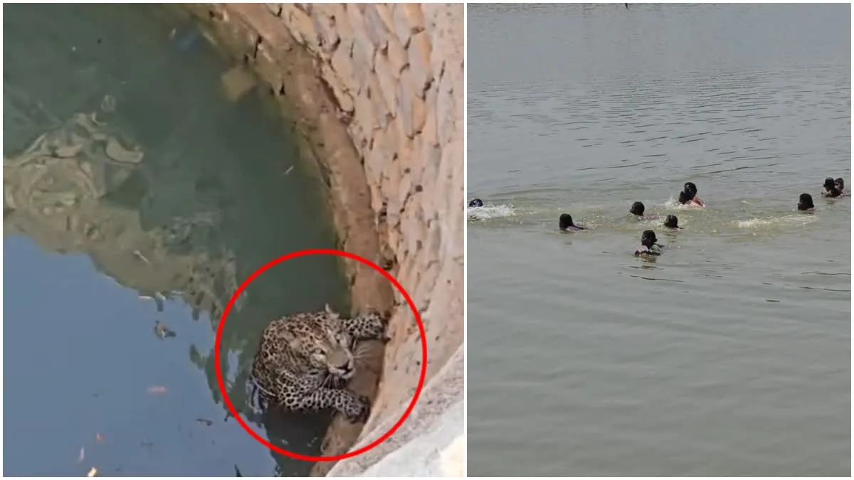 Balod Leopard News: बालोद में तेंदुए की दहशत; जान बचाने के लिए बच्चों संग तालाब में कूदीं महिलाएं, रेस्क्यू के दौरान मचा बवाल