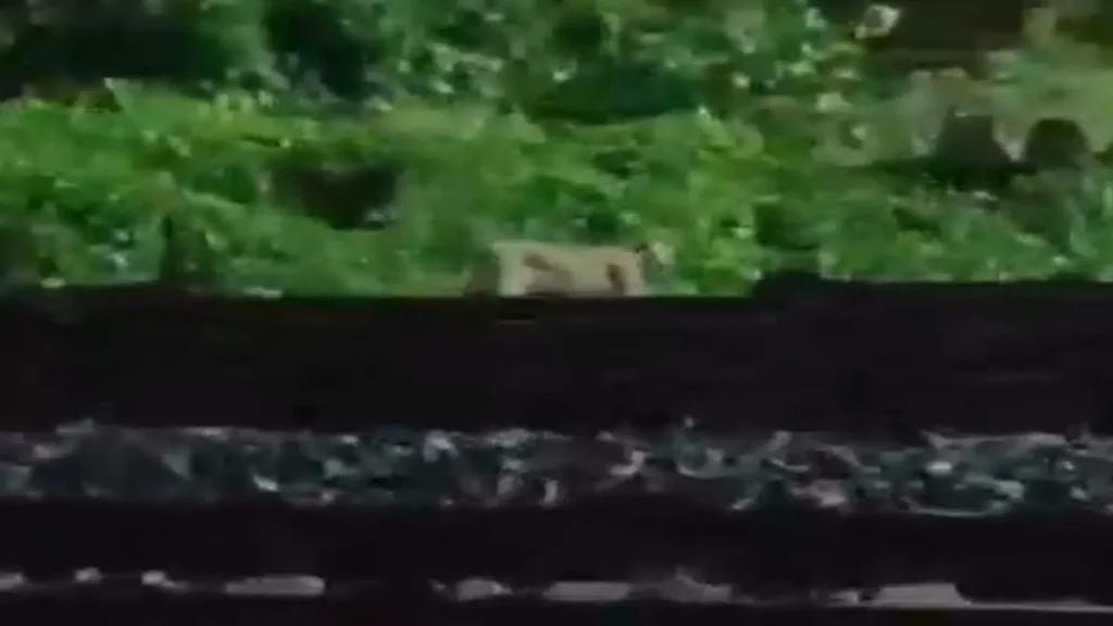हाईटेक रेलवे में टॉर्च और छड़ी का क्या काम? टाटानगर स्टेशन के कर्मचारियों के लिए जारी हुआ अनोखा फरमान