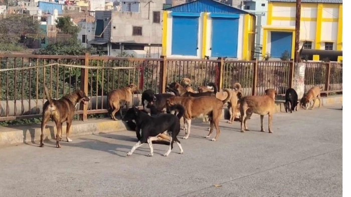 Indore Dog Bite Cases: इंदौर में नसबंदी के दावों के बीच श्वानों का आतंक; 1 साल में 60 हजार से ज्यादा लोगों को काटा