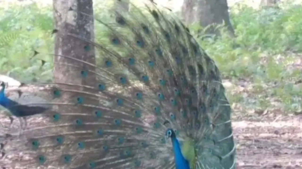 H5N1 Outbreak: कर्नाटक में मोरों पर बर्ड फ्लू का हमला! 44 की मौत से मचा हड़कंप, सरकार ने जारी की एडवायजरी