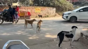 Gwalior Dog Attack: ग्वालियर में आवारा कुत्ते का 6 साल के मासूम पर हमला; चेहरे पर लगे 100 टांके, हालत नाजुक