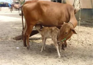Haryana Pashupalan: पशुओं को बीमारियों से बचाने के लिए हरियाणा सरकार का महा-टीकाकरण अभियान, 55 लाख डोज का लक्ष्य