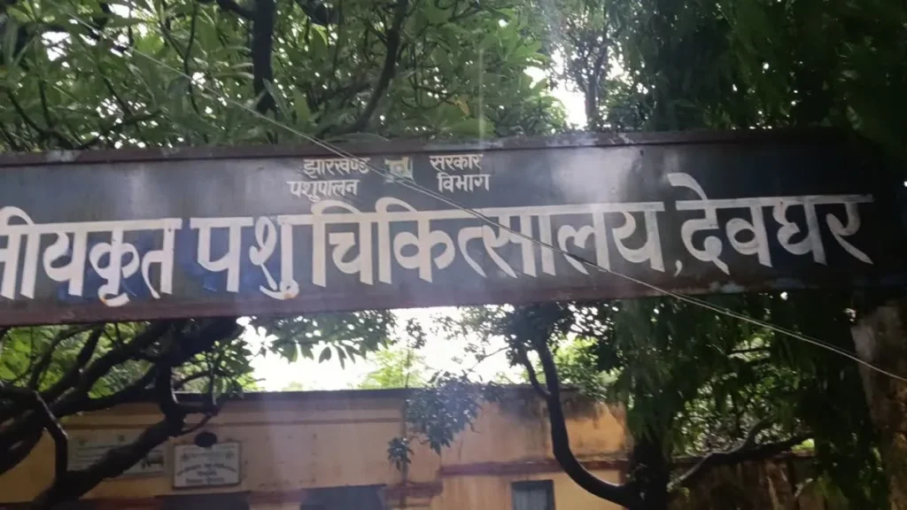 Deoghar News: देवघर पशु चिकित्सालय में डॉक्टरों और स्टाफ का घोर अभाव; 70-80 पशुओं का इलाज महज 2 लोगों के भरोसे