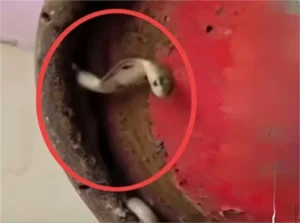 Gas Cylinder Safety: बरसात में गैस सिलेंडर लेने से पहले रहें सावधान; नीचे छिपा हो सकता है सांप या जहरीला जीव