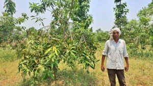 Progressive Farmer Palamu: झारखंड के इस दंपती ने पेश की मिसाल; 2 एकड़ आम के बाग से हो रही हजारों की कमाई