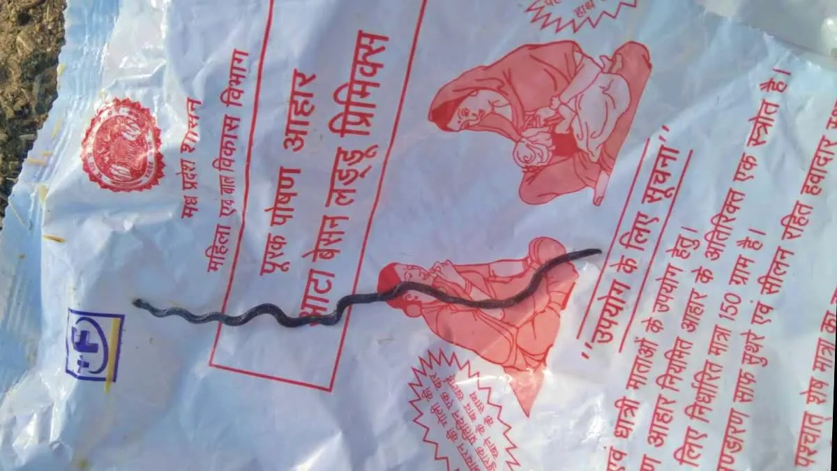 Anganwadi Nutrition Scam: आंगनवाड़ी के लड्डू प्रीमिक्स में निकला सांप का बच्चा; जानें बच्चों को कैसे मिलता है पोषण आहार