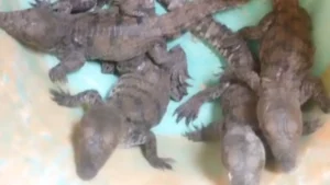 Bilaspur News: रतनपुर के बिकमा तालाब में मिले मगरमच्छ के 6 बच्चे; क्षेत्र में मची खलबली