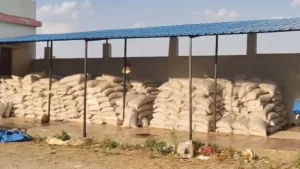 Sagar Wheat Procurement Scam: सागर में गेहूं खरीदी में बड़ा घोटाला; अमानक गेहूं में मिली मिट्टी, कलेक्टर ने दिए जांच के आदेश