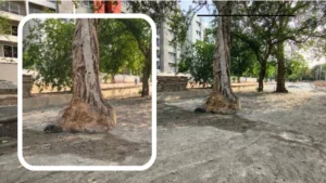 Housing Board Gwalior: चंबल कॉलोनी में सड़क पर पेड़ देख भड़के लोग; इंजीनियरों की लापरवाही पर खड़े हुए सवाल