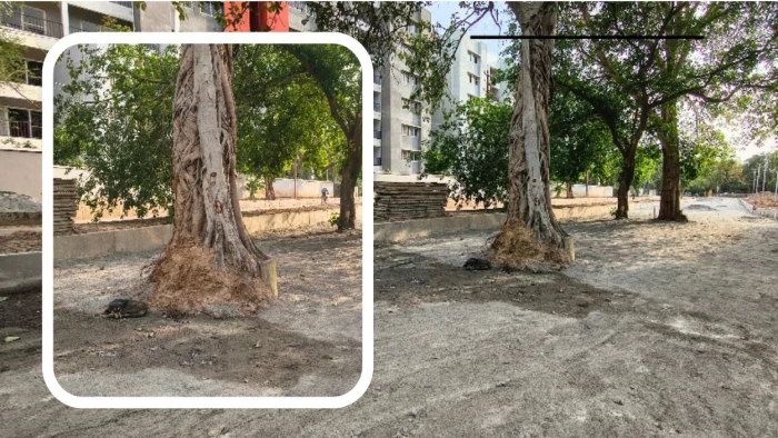 Housing Board Gwalior: चंबल कॉलोनी में सड़क पर पेड़ देख भड़के लोग; इंजीनियरों की लापरवाही पर खड़े हुए सवाल