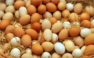 Egg Price Hike: 9 रुपये तक पहुंचा एक अंडे का भाव, मक्का और सोयाबीन के महंगे होने से बढ़ी कीमतें