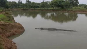 Balodabazar Gharial in Khorsi Nala: बलौदाबाजार के खोरसी नाला में दिखा घड़ियाल! ग्रामीणों में दहशत, वन विभाग ने जारी किया अलर्ट