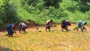 पलामू से बिहार और यूपी में मौसमी पलायन का दौर जारी, मानसून के साथ ही धान रोपाई के लिए निकलते हैं हजारों मजदूर