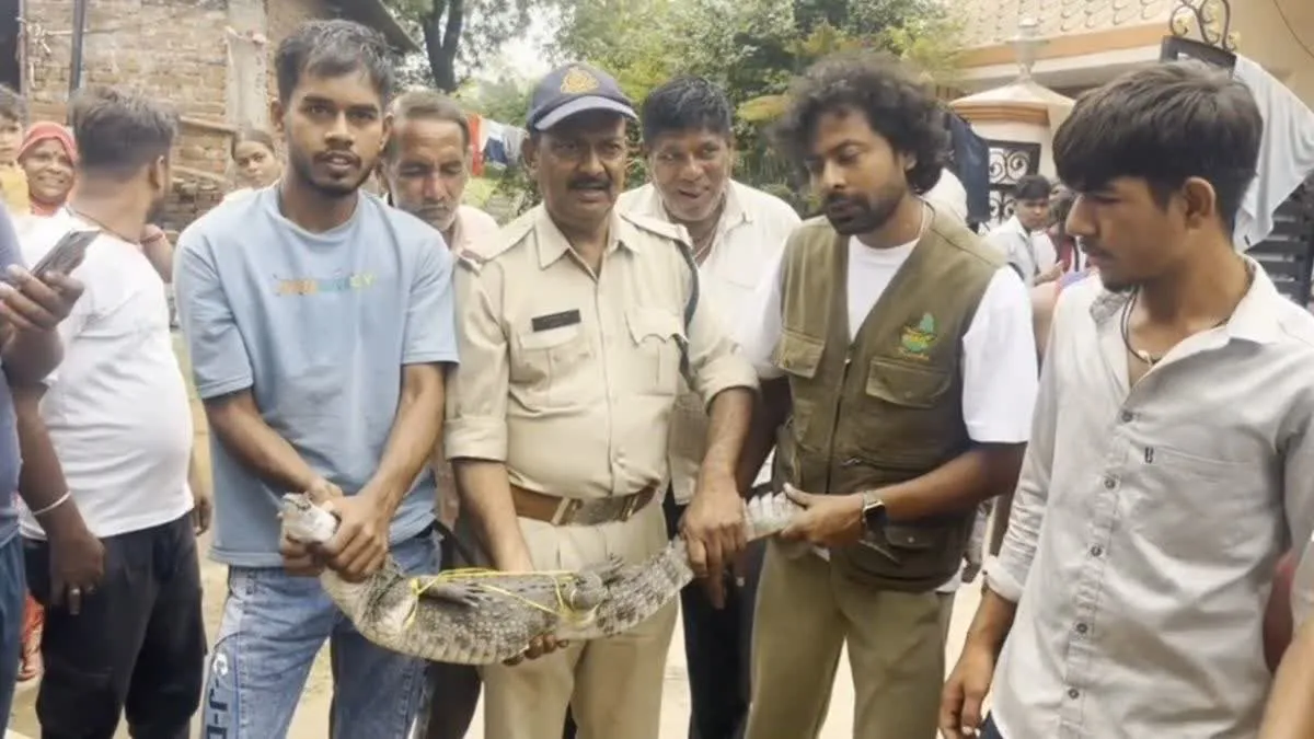 Jabalpur News: बरसाती नालों और खेतों में निकल रहे मगरमच्छ, वाइल्डलाइफ एक्सपर्ट ने लोगों को दी सतर्क रहने की चेतावनी