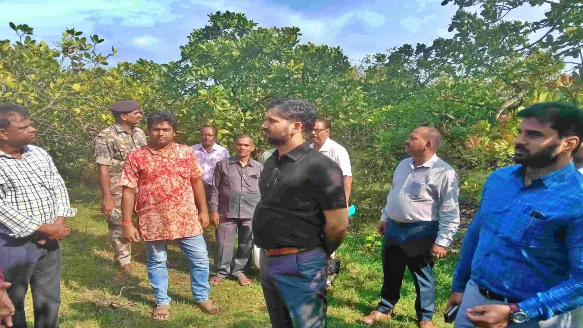 जामताड़ा के नाला में 50 एकड़ में होती है काजू की खेती, प्रोसेसिंग प्लांट न होने से औने-पौने दाम में बेचने को मजबूर हैं किसान