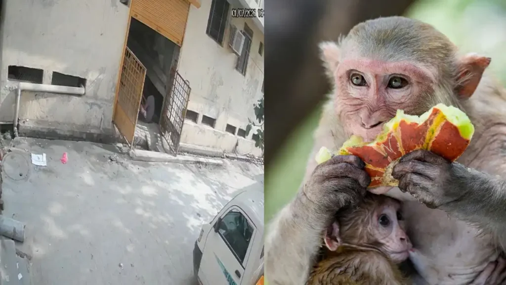 Vrindavan News: बंदरों को खाना खिलाते समय हुआ दर्दनाक हादसा, खिड़की से गिरने से 13 वर्षीय बच्ची की मौत