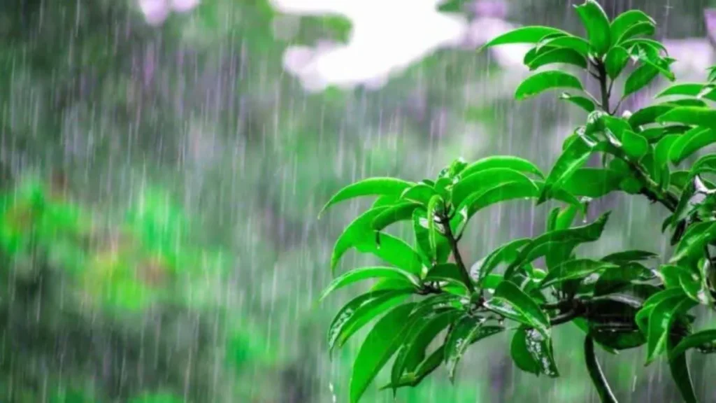 हरियाणा में अगले 48 घंटे झमाझम बारिश की चेतावनी! यमुनानगर समेत कई जिलों में बदलेगा मौसम, IMD का अलर्ट