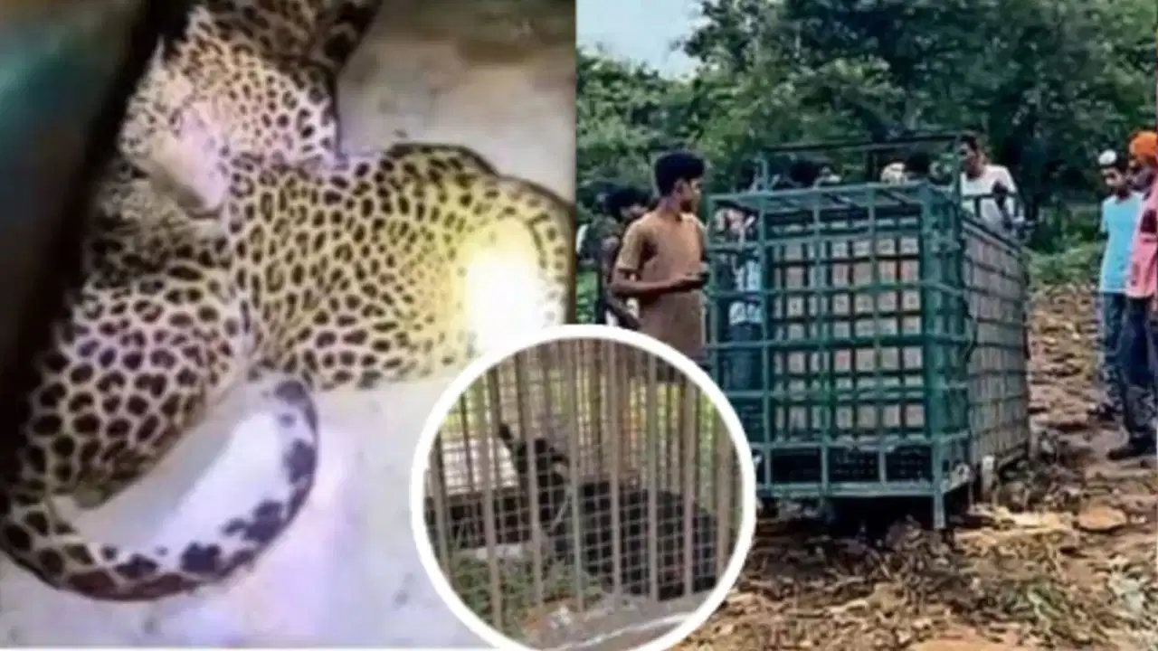 शिवपुरी में वन विभाग का पिंजरा फेल, ग्रामीणों का ‘देसी जुगाड़’ हिट: चंदे के बकरे से 24 घंटे में कैद हुए तेंदुए के 2 शावक