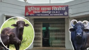 जबलपुर में तालाखेड़ा तालाब के पास से 80 हजार की 4 भैंसें चोरी: पशुपालकों में हड़कंप, सिहोरा पुलिस को मिली चुनौती