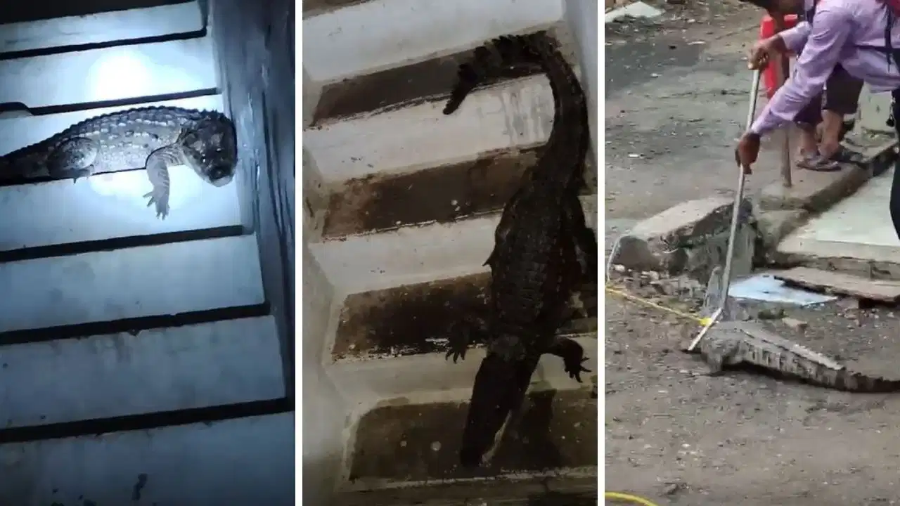 मंदसौर में घर की सीढ़ियों पर बैठा दिखा विशालकाय मगरमच्छ! चीख पड़ी महिला, वन विभाग ने रेस्क्यू कर चंबल में छोड़ा
