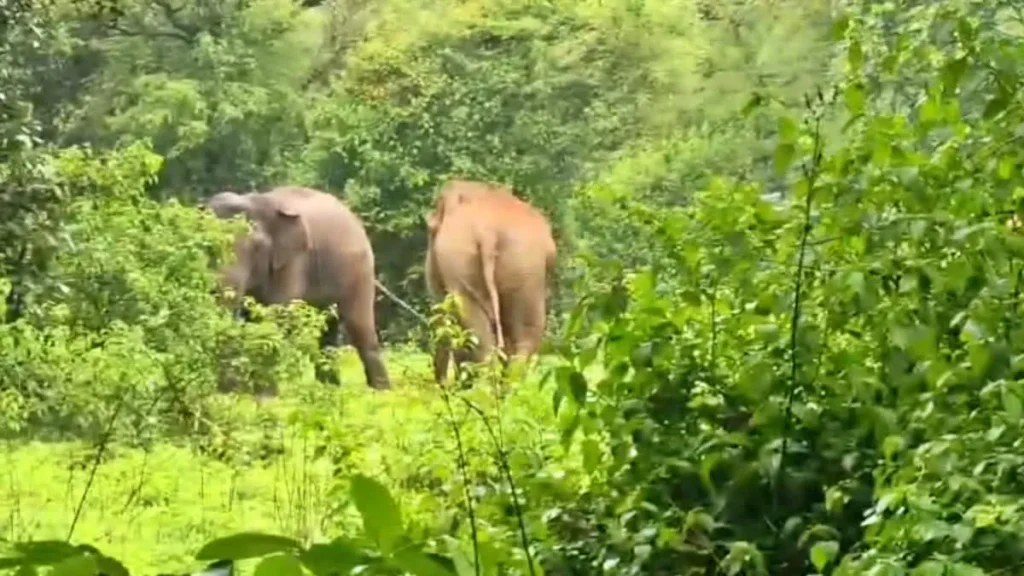 गढ़वा में झारखंड-छत्तीसगढ़ एनएच 343 पर हाथियों की चहलकदमी, रंका वन क्षेत्र में बढ़ा हाथियों का खौफ