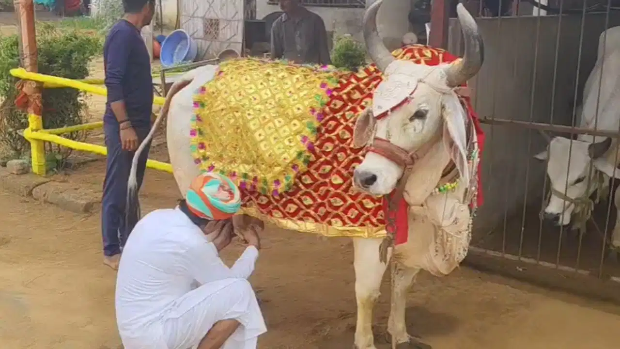 जालोर में गोमाता के प्रति अनूठी आस्था, ‘राधा’ गाय पहनती है 10 किलो चांदी के गहने, बन रहा 1 करोड़ का भव्य ‘राधा महल’
