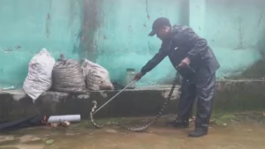 कोरबा के अजगरबहार में मिला अब तक का सबसे छोटा 6 फीट का किंग कोबरा, सफल रेस्क्यू के बाद जंगल में किया आजाद
