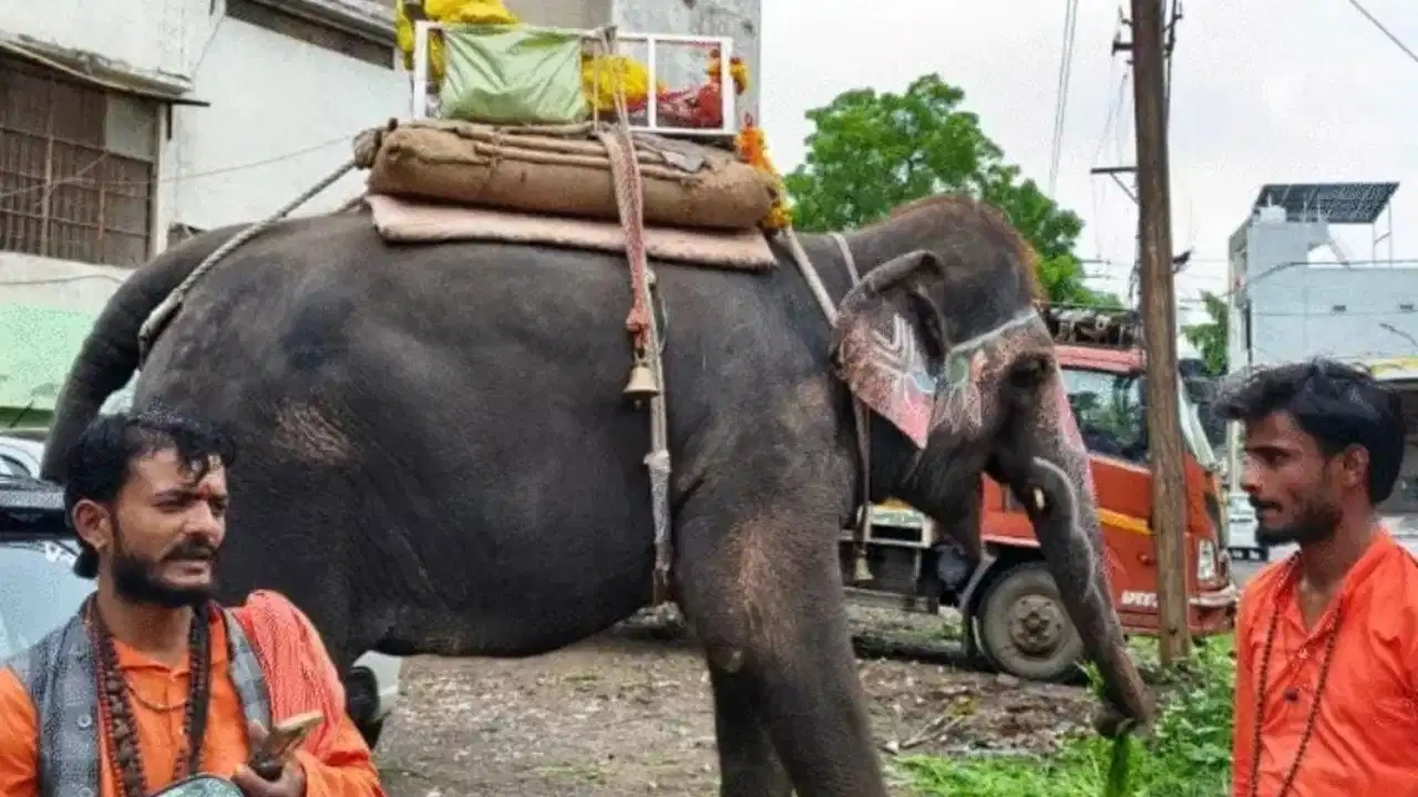 हैदराबाद से पैदल चलने के तनाव में बेकाबू हुआ था हाथी! इंदौर पुलिस की कार्रवाई, महावत गिरफ्तार