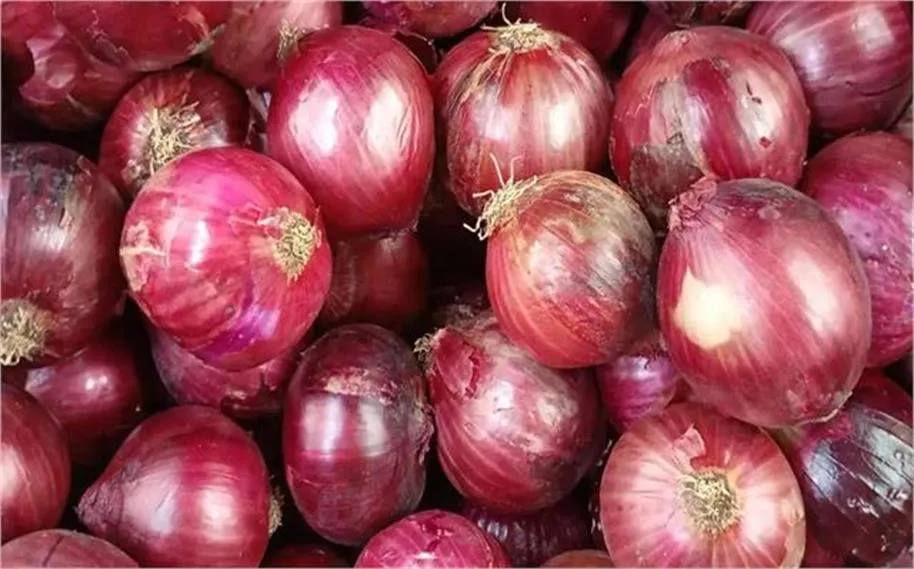 हरियाणा में ₹35 किलो मिलेगा प्याज: आसमान छूती कीमतों के बीच नैफेड नासिक से मंगा रहा प्याज की बड़ी खेप