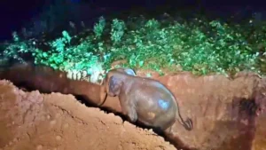 रामगढ़ के गोला में कुएं में गिरे 2 जंगली हाथी: वन विभाग ने जेसीबी से रास्ता बनाकर 2 घंटे में किया सुरक्षित रेस्क्यू