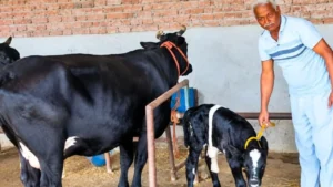 Bareilly News: बरेली में जन्मांध गाय ने दिया 74 किलो के बछड़े को जन्म, IVRI के वैज्ञानिक भी करिश्मा देख हैरान