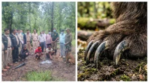 Marwahi News Updates: मरवाही वन परिक्षेत्र में मृत मादा भालू के नाखून चोरी करने वाले दो आरोपी अरेस्ट, अंधविश्वास में की हरकत