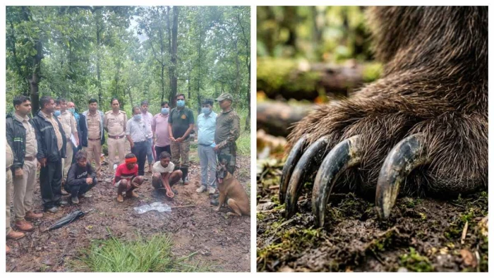 Marwahi News Updates: मरवाही वन परिक्षेत्र में मृत मादा भालू के नाखून चोरी करने वाले दो आरोपी अरेस्ट, अंधविश्वास में की हरकत