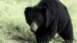 Chhattisgarh Wild Bear Terror: लकड़ी बीनने गए ग्रामीणों पर टूट पड़े भालू; धमतरी में फैली दहशत, वन विभाग अलर्ट