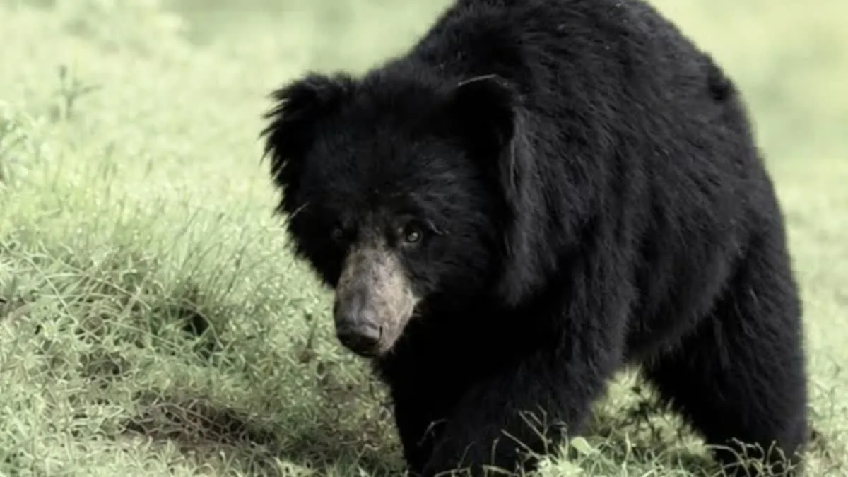 Chhattisgarh Wild Bear Terror: लकड़ी बीनने गए ग्रामीणों पर टूट पड़े भालू; धमतरी में फैली दहशत, वन विभाग अलर्ट