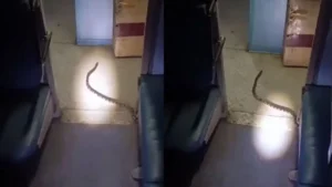 Katihar Express Viral Video: रात में कोलकाता जा रही ट्रेन के कोच में दिखा सांप; यात्रियों में मची अफरा-तफरी