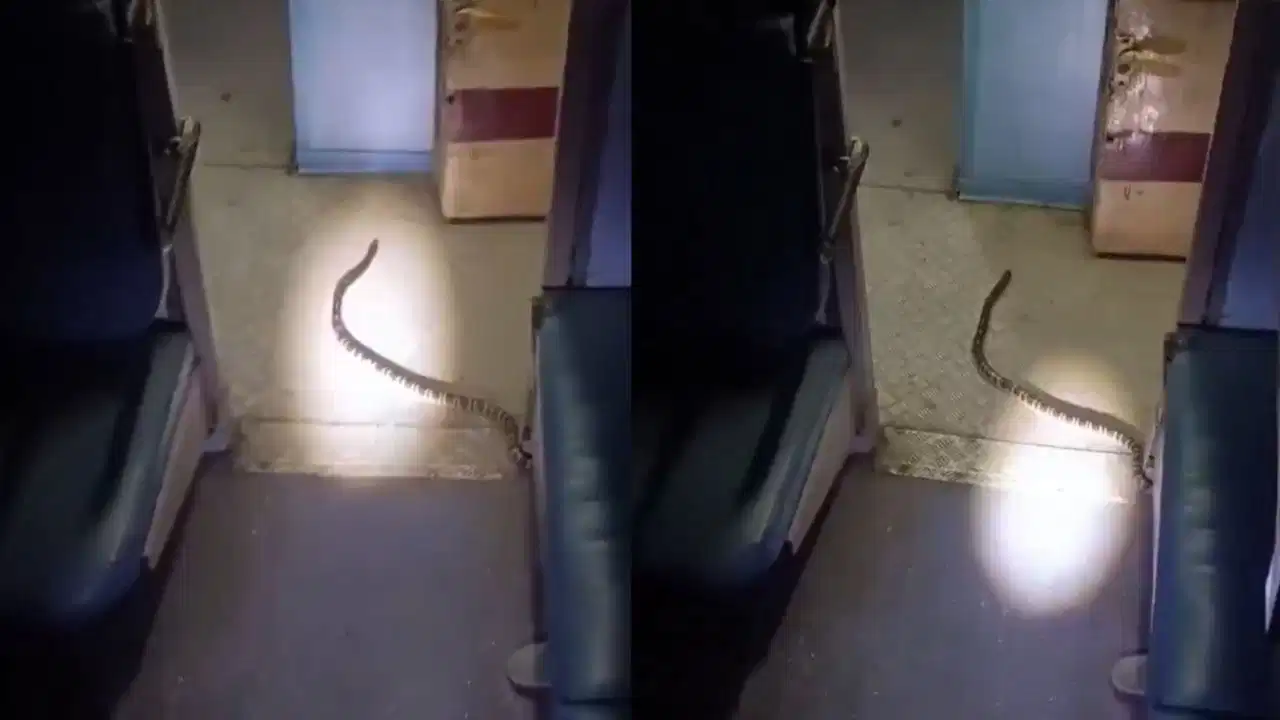 Katihar Express Viral Video: रात में कोलकाता जा रही ट्रेन के कोच में दिखा सांप; यात्रियों में मची अफरा-तफरी