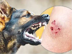 Delhi Stray Dogs Report: जानिए दिल्ली में क्यों बढ़ रहे हैं कुत्तों के हमले, पुरुषों और बच्चों पर ज्यादा मंडरा रहा खतरा