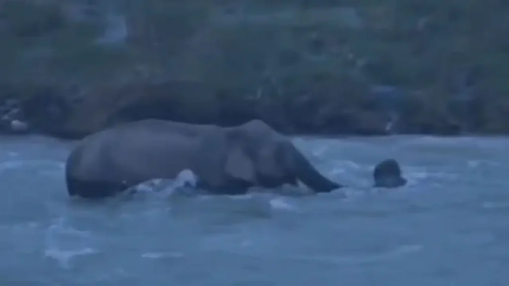 Kosi River Elephant Video: कॉर्बेट लैंडस्केप में नदी पार कर रहा था हाथियों का झुंड, उफनती धारा में बहते बच्चे को मां ने यूं बचाया
