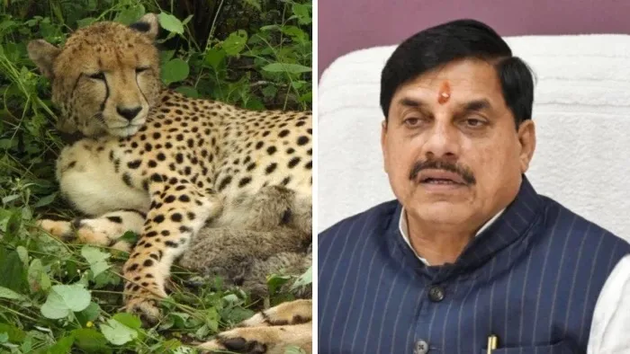 Madhya Pradesh News Today: कूनो के बाद गांधीसागर बना चीतों का नया ठिकाना; मुख्यमंत्री मोहन यादव ने दी बड़ी सौगात