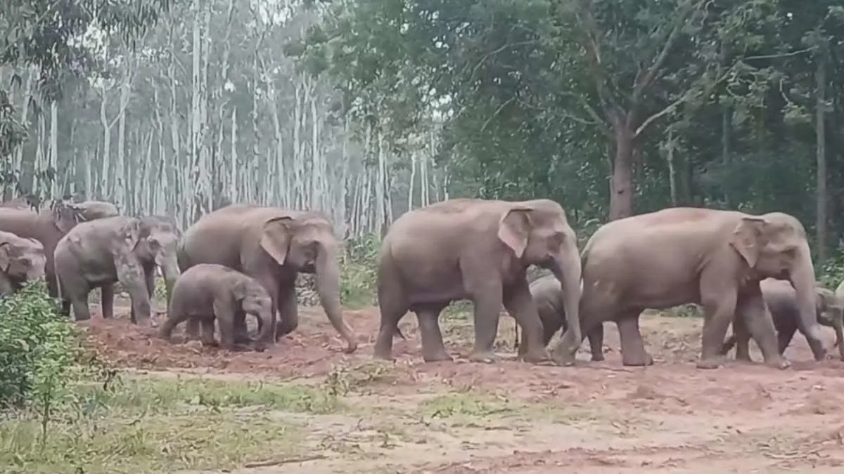 Wild Elephants Terror Gumla: पालकोट के जंगलों में डेरा डाले हैं छोटे बच्चों समेत 17 हाथी, वन विभाग की टीम रख रही कड़ी नजर