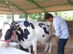 Lumpy Skin Disease Haryana: हरियाणा में लंपी वायरस से पहली मौत, नारनौल के हुडीना में दुधारू गाय ने तोड़ा दम; अलर्ट