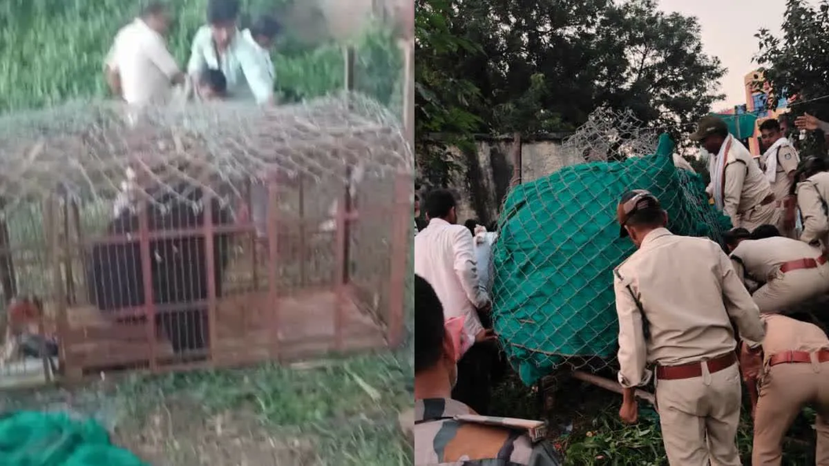 MP Wildlife News: इंदौर से आई विशेष टीम ने बुरहानपुर में पकड़ा रीछ, शहडोल के केशवाही में भी भालू के खौफ से प्रशासन अलर्ट