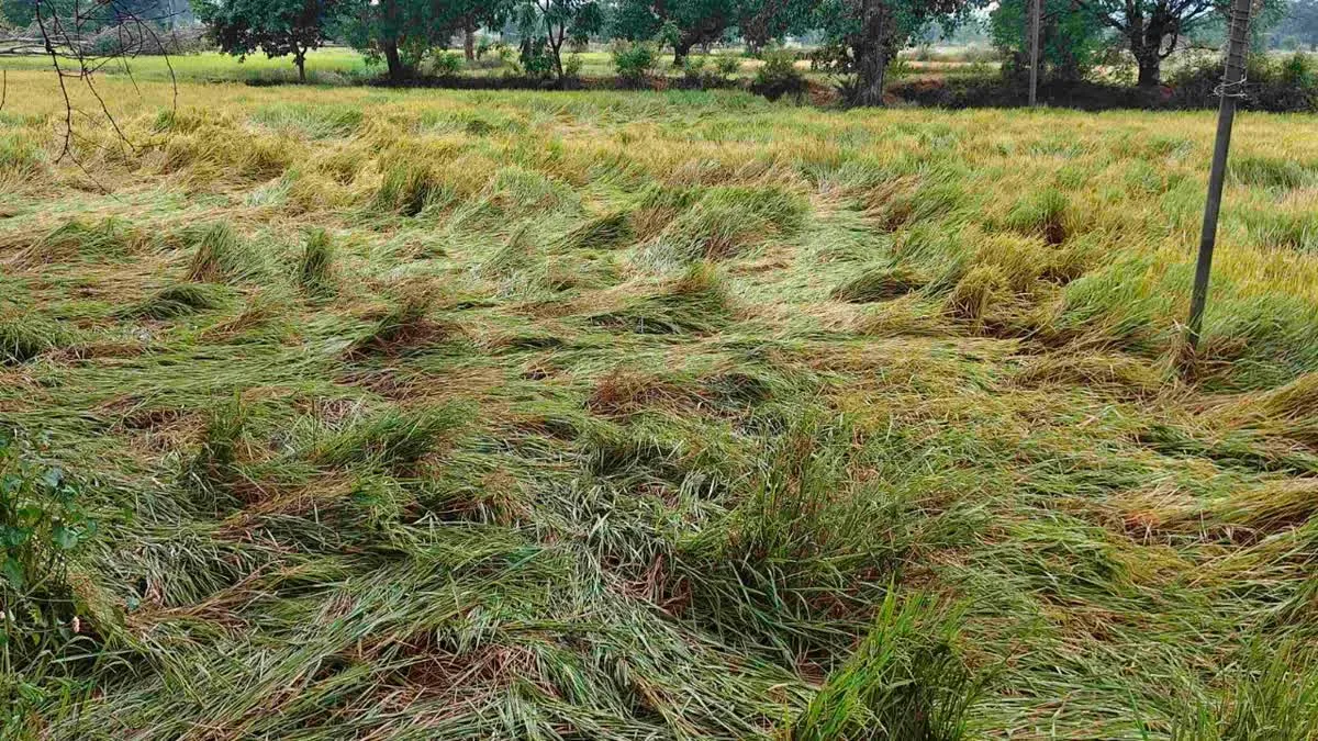 Cyclone Arnab Impact in Kanker: कांकेर में चक्रवात ‘अर्नब’ का कहर, झमाझम बारिश से सभी स्कूल-आंगनबाड़ी बंद और किसानों की बढ़ी चिंता