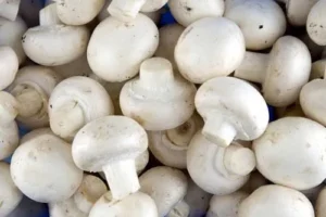 Mushroom Benefits: कुकुरमुत्ता से मशरूम बनने की कहानी, जानिए कैसे भारत की फेवरेट सब्जी बना यह पौष्टिक आहार