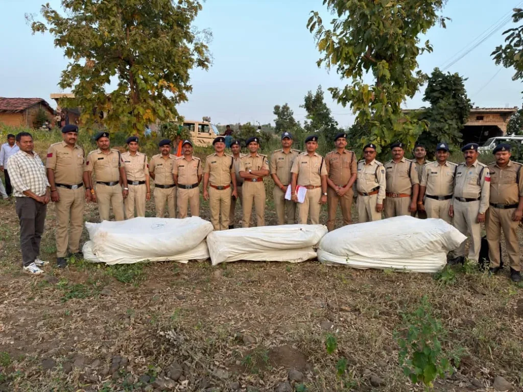 Manawar Dhar News: कपास और गराडू की फसल के बीच हो रही थी गांजे की खेती, पुलिस ने 20 लाख के पौधे किए जब्त