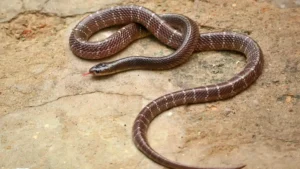 Dhamtari Snake Bite News: घर में सो रही मां और मासूम बेटी को करैत सांप ने डसा, डेढ़ साल की बच्ची की दर्दनाक मौत