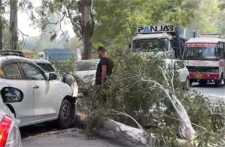 Gurdaspur Accident: बब्बेहाली रोड पर चलती कार पर गिरी पेड़ की भारी टहनी, बाल-बाल बचे पिता-पुत्र; गाड़ी चकनाचूर